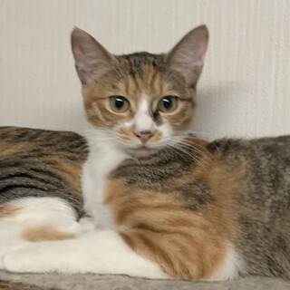 とってもかわいい三毛猫・にーちゃん、医療しつけ済