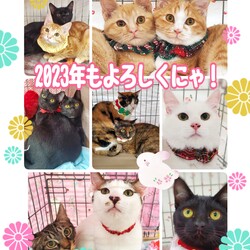 ねこざんまい譲渡会@東日本橋 サムネイル2