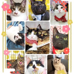 ねこざんまい譲渡会@東日本橋 サムネイル3