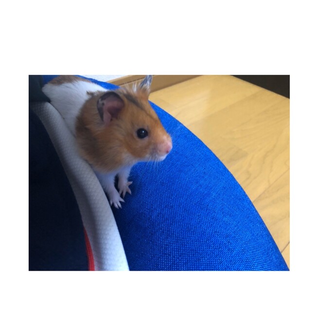 miu_hamのカバー写真