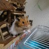 miu_ham