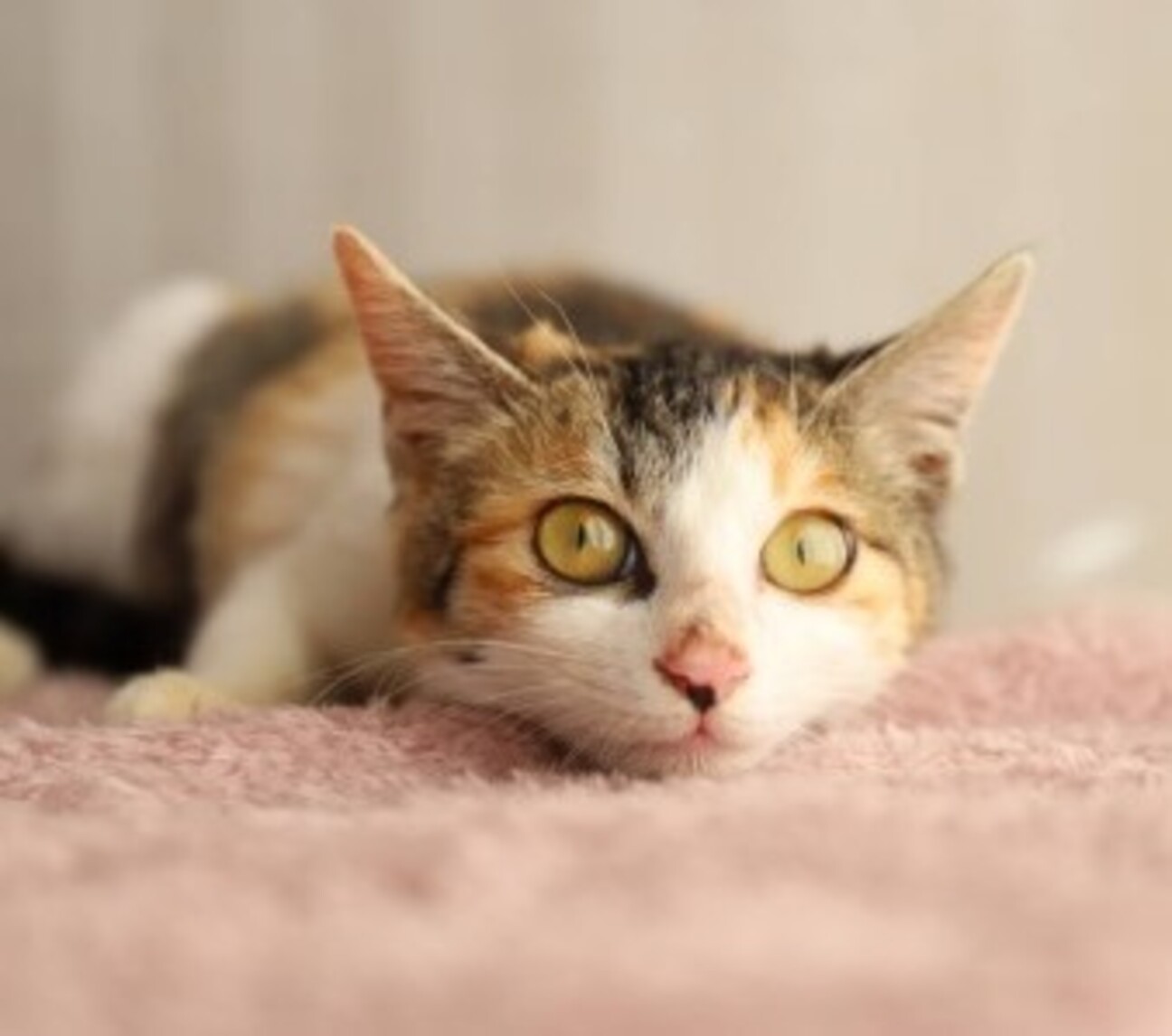にゃんこ様♡ありがとうございます♡ 心愛♡しあわせにゃんこに」埼玉県 - 猫の里親募集(444092
