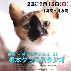 1/15（日）根本ダンススタジオ保護猫譲渡会【柏市】 サムネイル1