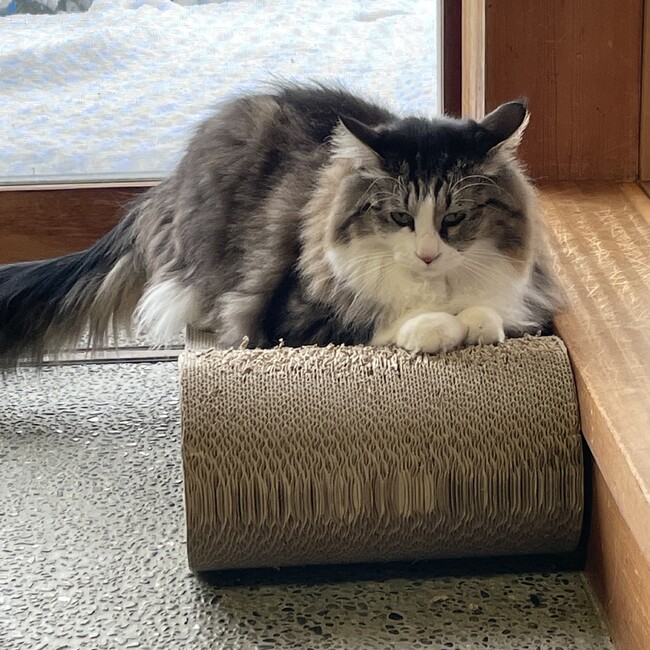 まっしゅにゃんのカバー写真