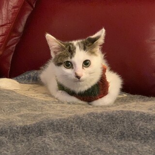 大きなお目目の可愛いきじ白ポチタ君