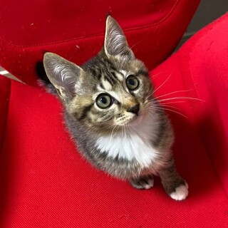 肩乗り猫★ボウ君