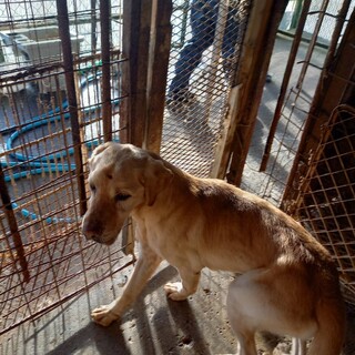 甘えん坊のイエローラブ君