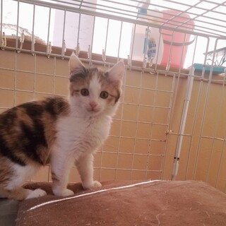 可愛い〰三毛猫ちゃん　女の子