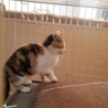 可愛い〰三毛猫ちゃん　女の子 サムネイル2