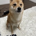 豆柴　ひまわり　
