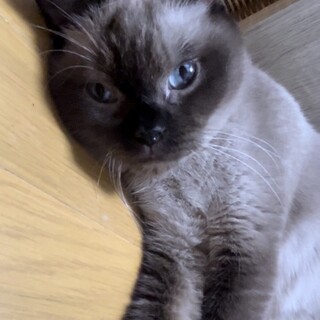 2/19荒川区譲渡会　7歳　個別お見合い可