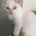 人間大好き☆キュートな白猫