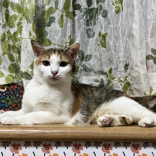 まだ人は怖いよ、すっきりした和風びじんの華子ちゃん