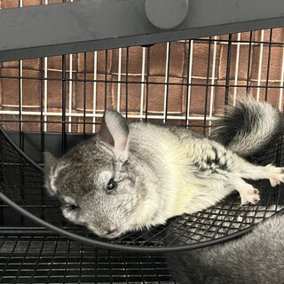 チンチラスタンダードグレー女の子