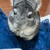 きゃべちゃ さん