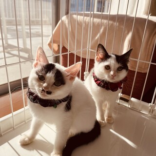 ちょっと控えめな3か月の仔猫ちゃん