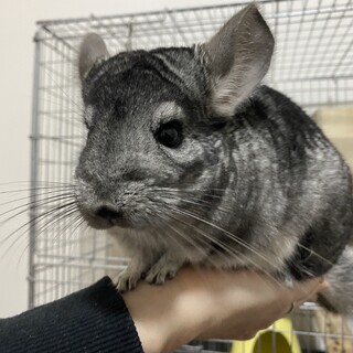 チンチラ スタンダードグレー 女の子