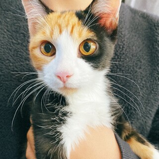 かわいい三毛ちゃん！