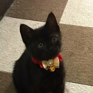 可愛い〰黒猫ちゃんとサビ猫　兄妹