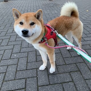 「けんた」男の子