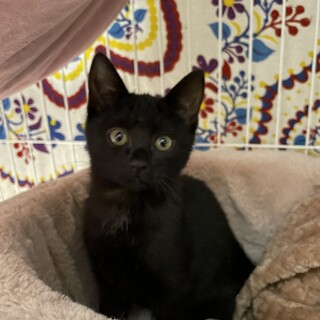 【1/14譲渡会参加予定】ラキちゃん♡