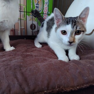 生後約３か月、キジ白の女の子です