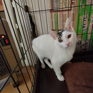 生後約３か月、キジ白の男の子です