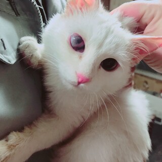 白猫 3ヶ月 ハンデあり※里親決定