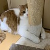 猫が大好きな猫！人間の事は少しだけ好き