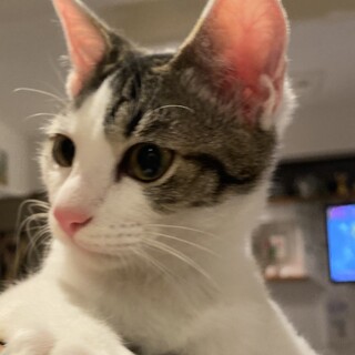 人が大好きキジシロのオリーブくん