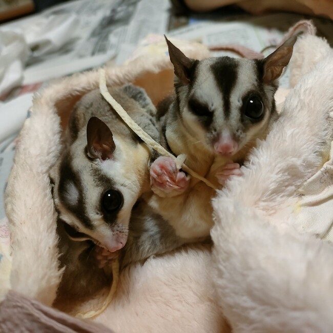 フクモモブリーダーおいちゃんのカバー写真