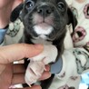 雑種　男の子　１１月産まれのパピー サムネイル2
