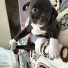 雑種　男の子　１１月産まれのパピー サムネイル3