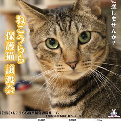 ねこうらら 保護猫譲渡会