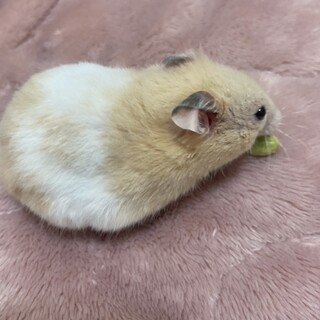 ハムスターの里親募集中！