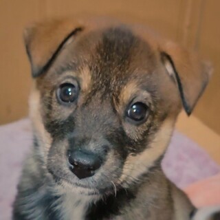 かわいい子犬　あかもこくん　2ヶ月