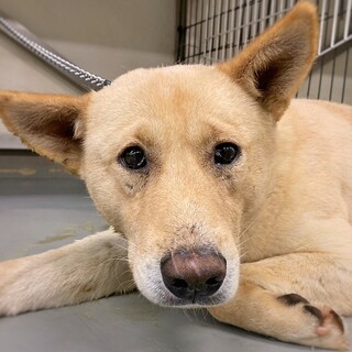 【相談中】脚の治療がんばっています！　つぶおくん