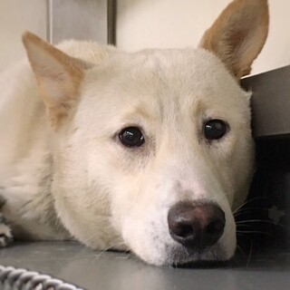 【相談中】ゆっくり人馴れ中　ふくすけくん