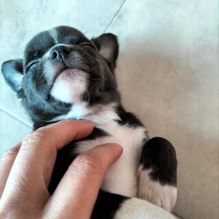 雑種　男の子　2ヶ月のパピー