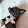 雑種　男の子　2ヶ月のパピー サムネイル3