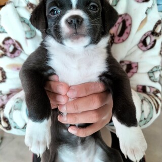 雑種　女の子　2ヶ月のパピー