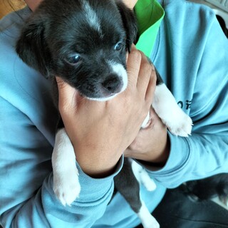 雑種　男の子　2ヶ月のパピー