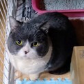 急募！里親募集（ブリティッシュショートヘアー）