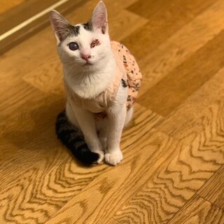 グイグイ甘えん坊！人懐こいお手伝いさん