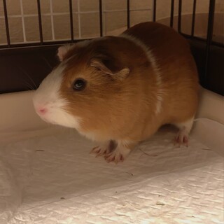 モルモット オス4匹 メス2匹 里親募集です！