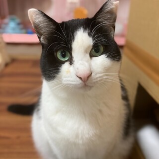 遊ぶの大好き！無邪気で可愛いハチワレ美猫きょん！