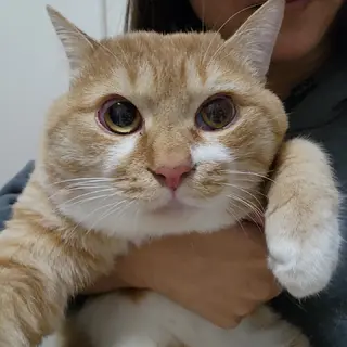 人馴れ抜群！飼育放棄された茶太郎に幸せを