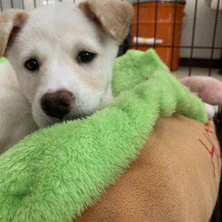 【仔犬】クリームちゃん