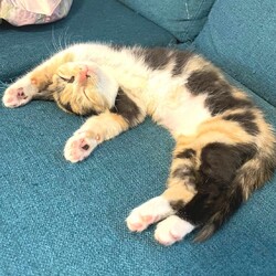 in瀬戸市☆初猫!!子猫がいる譲渡会2023年1月7日（土）～ 非営利団体「ちーむ にゃいんず」