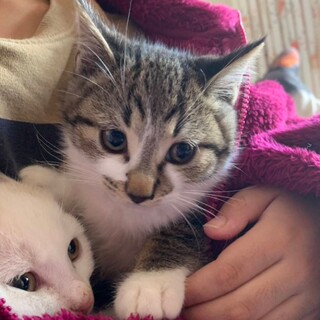 抱っこ大好き★チップ君